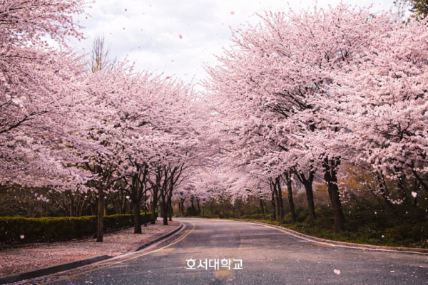 벚꽃 터널을 이루는 호서대 캠퍼스 도로