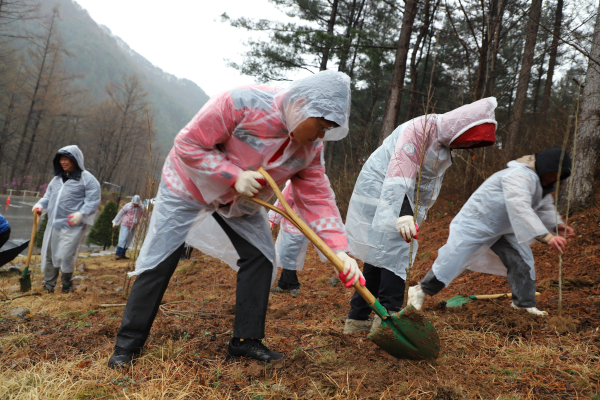 6일 춘천숲체원 무궁화길에서 행사에 참여한 민·관 관계자들이 어우러져 땅을 파며 무궁화 묘목 식재 작업에 열중하고 있다
