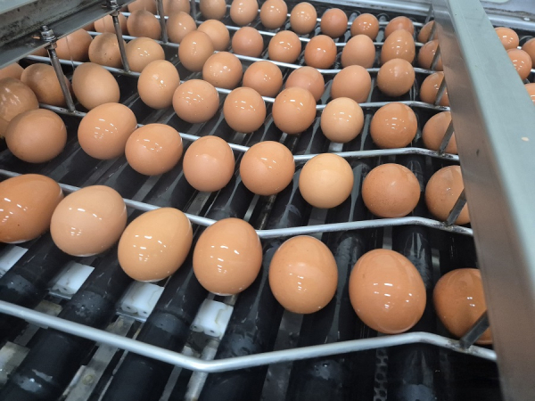 태국산 신선란 샘플 물량 난각 사진
