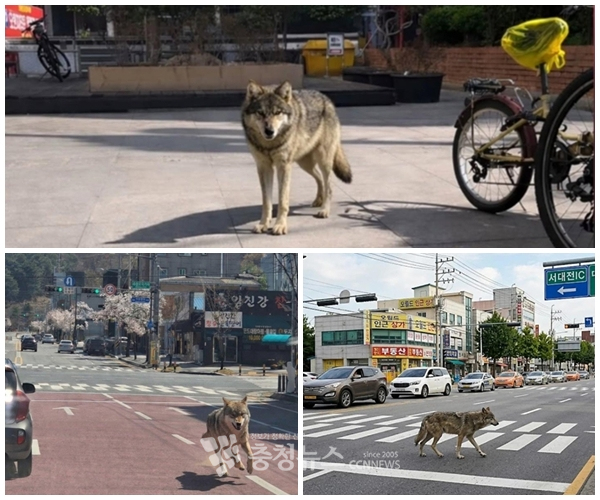 임의 늑대와 대전 도심을 이용해 허위로 조작된 AI 이미지들.