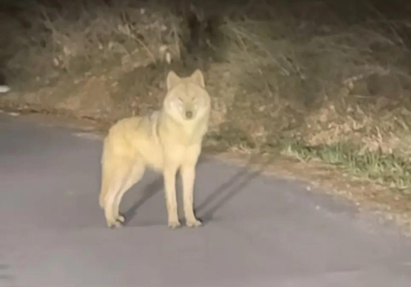 늑대 발견 신고자 인스타그램 캡쳐