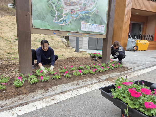 15일 춘천숲체원 원내 안내도 화단에 ‘페튜니아’를 심고 있는 모습.