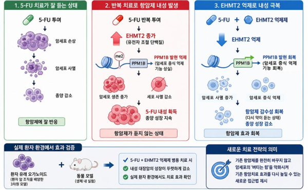 대장암 항암제(5-FU) 내성 원인 규명과 새로운 극복 전략 모식도